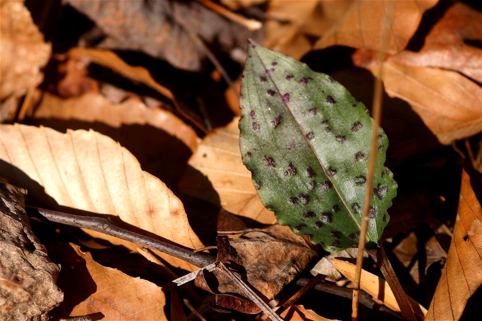 Detail of the leaf of Tipularia discolor