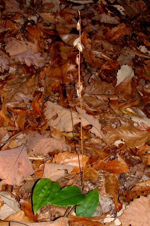 Cranefly orchid, Tipularia discolor, with dried seed pods from previous summer/fall; Gadsden Co. FL, USA