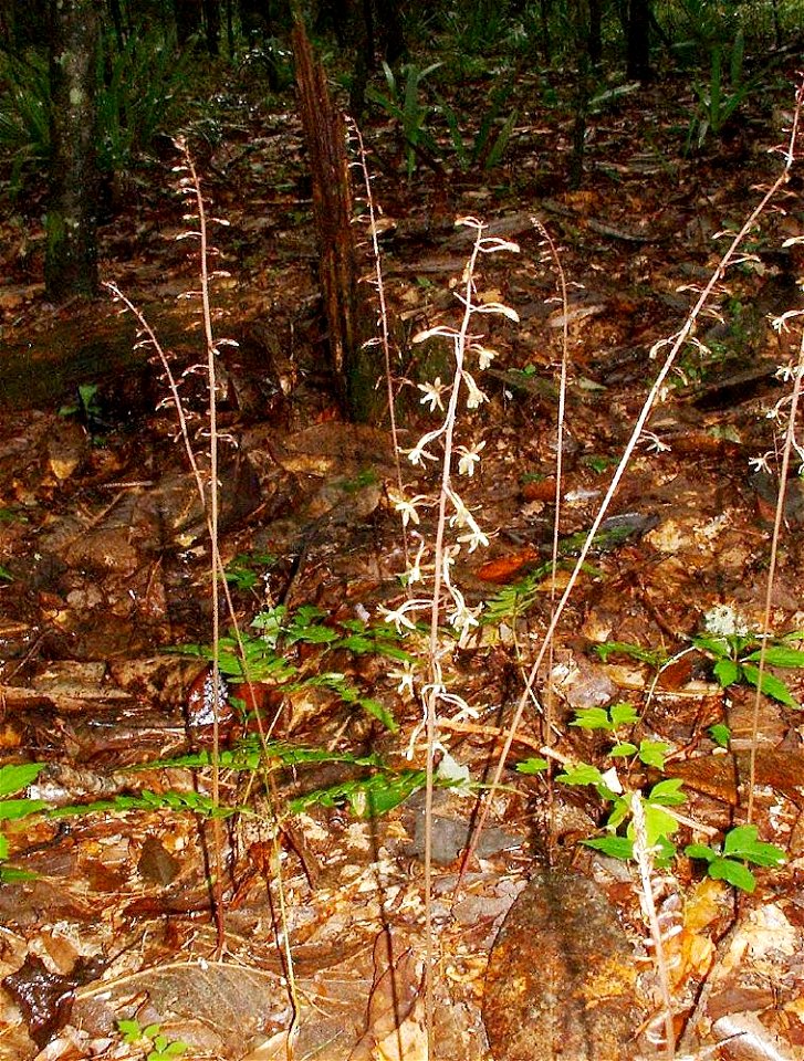 Crane-fly orchid, Tipularia discolor, with only flowers visible prior to leaf growth; Gadsden Co. FL, USA