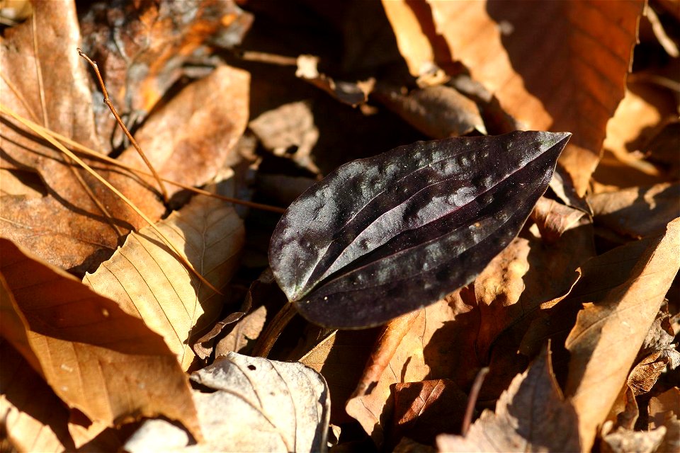 Tipularia discolor with entirely purple leaf