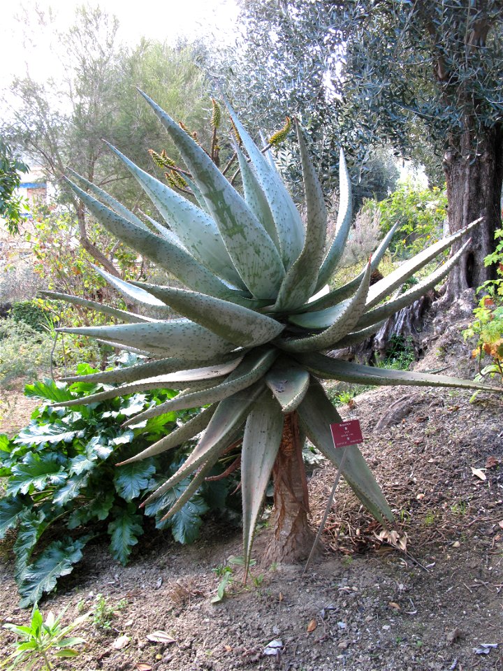 Aloe marlothii in the garden of Val-Rameh in Menton (Alpes-Maritimes, France)