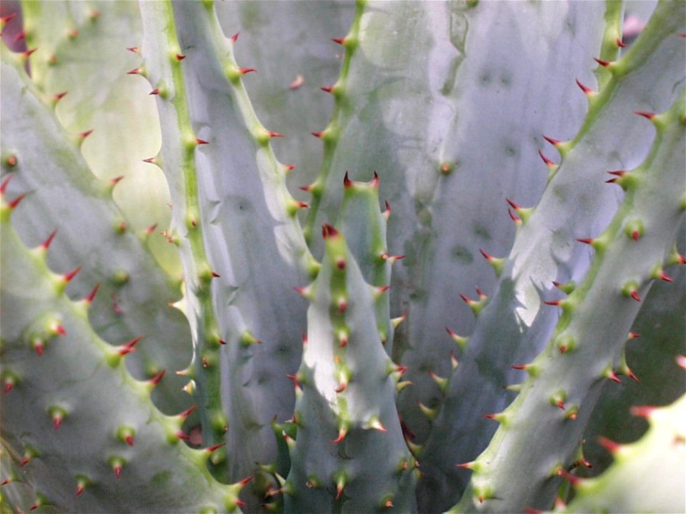 Spiny leaves of Aloe marlothii Berger