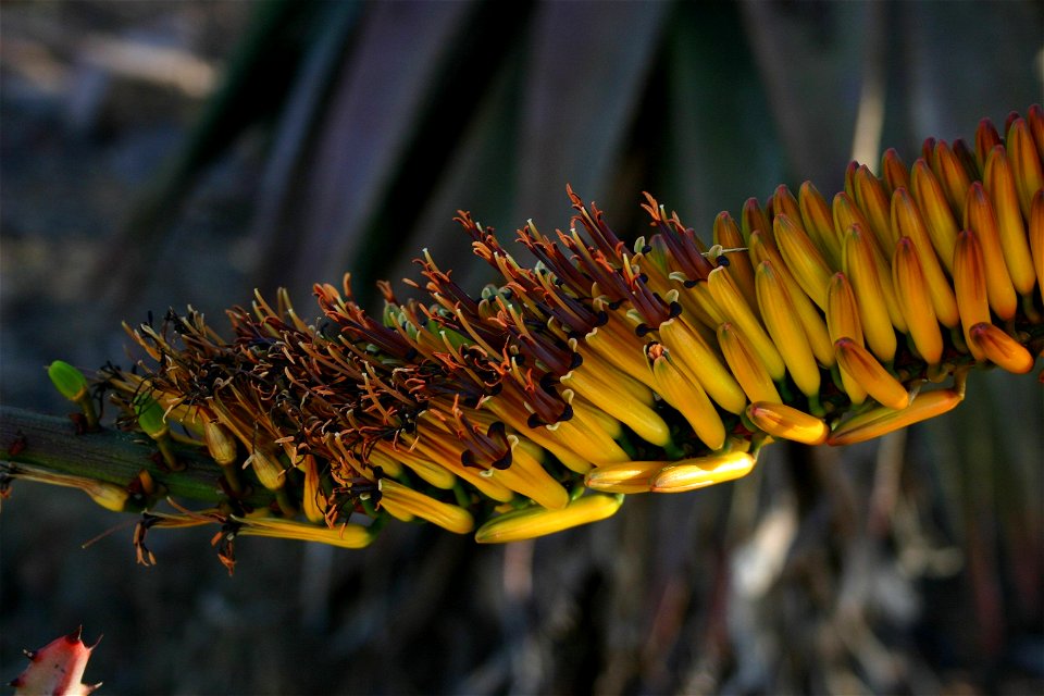 Aloe marlothii Berger flowers - Magaliesberg, South Africa