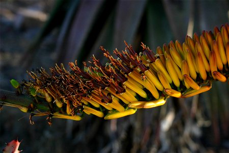 Aloe marlothii Berger flowers - Magaliesberg, South Africa
