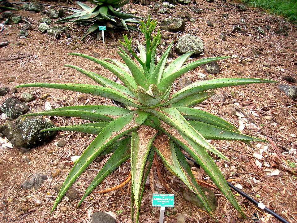 Aloe marlothii in Koko Crater Botanical Garden, Honolulu, Hawaii, USA.