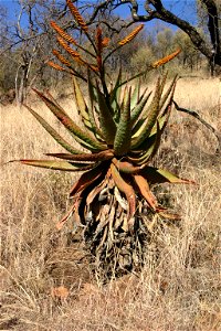 Aloe marlothii Berger