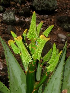 Aloe marlothii in Koko Crater Botanical Garden, Honolulu, Hawaii, USA.