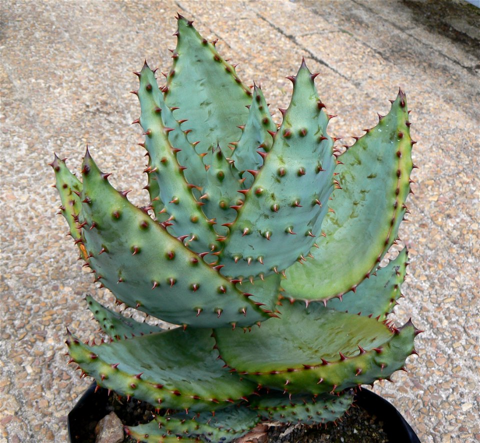 Juvenile Aloe marlothii. Photo taken in South Africa.