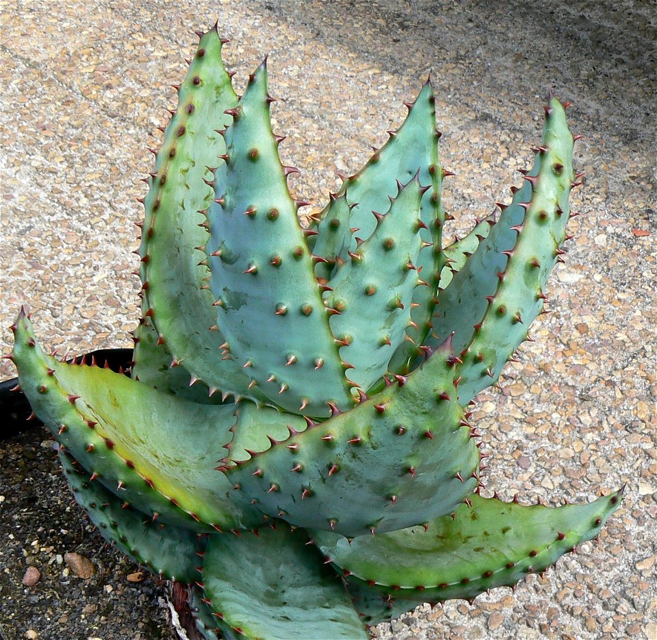 juvenile Aloe marlothii marlothii. Mountain Aloe. South Africa.