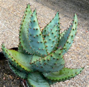 juvenile Aloe marlothii marlothii. Mountain Aloe. South Africa.