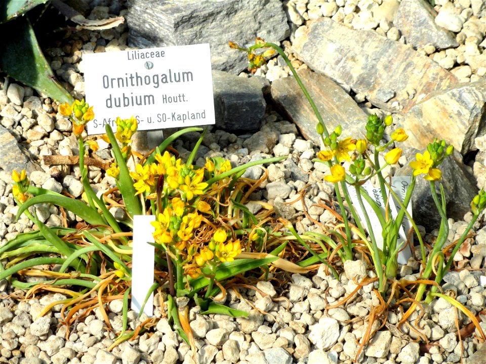 Ornithogalum dubium specimen in the Botanischer Garten München-Nymphenburg, Munich, Germany.