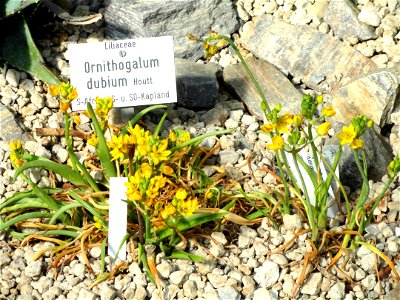 Ornithogalum dubium specimen in the Botanischer Garten München-Nymphenburg, Munich, Germany.