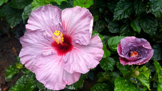 Garden leaf hibiscus