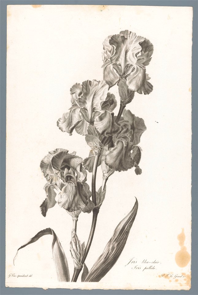 IdentificatieTitel(s): Dalmatische irisIris bleu-clair / Iris pallida (titel op object)Fleurs dessinées d'après nature (...) (serietitel)Objecttype: prent ornamentprent Objectnummer: RP-P-1909-4236Ops