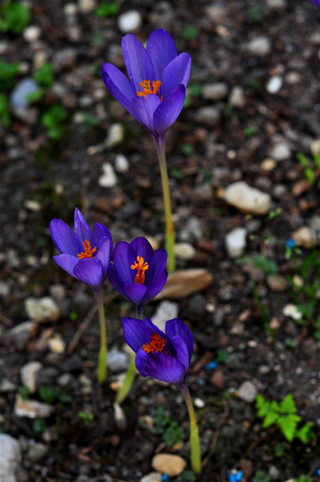 Crocus nudiflorus Sm.
Français :  Crocus à fleurs nues