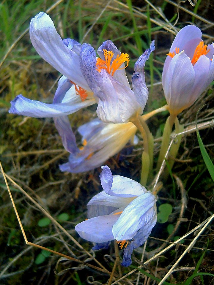 Crocus nudiflorus flowers Closeup Sierra Madrona, Spain