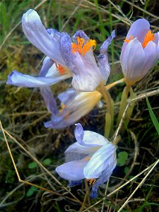 Crocus nudiflorus flowers Closeup Sierra Madrona, Spain photo