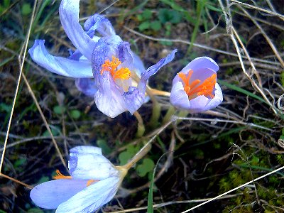 Crocus nudiflorus flowers Closeup Sierra Madrona, Spain photo