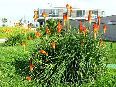 Kniphofia in La Spezia near the marina (Liguria, Italy).