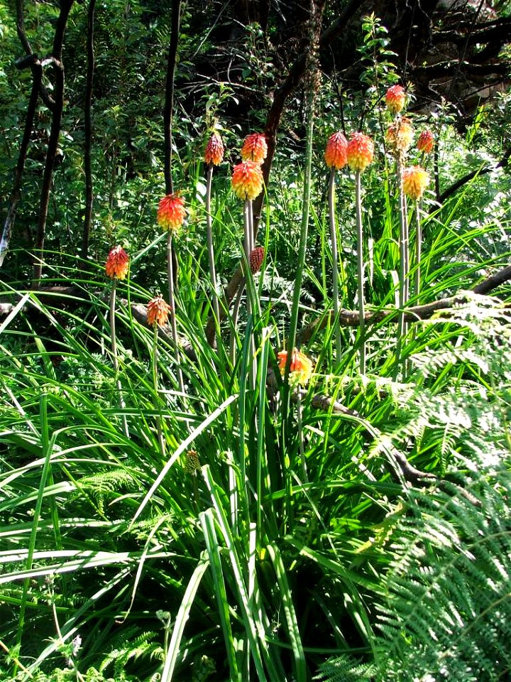 Kniphofia uvaria plant. Cape Town.