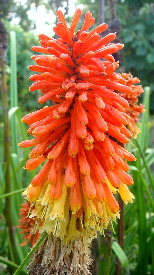 Kniphofia uvaria flowers at Warkworth, New Zealand. For a photo of the stem just below with dozens of Scolypopa australis (passionvine hoppers), see File:Many Scolypopa australis on Kniphofia uvaria.j