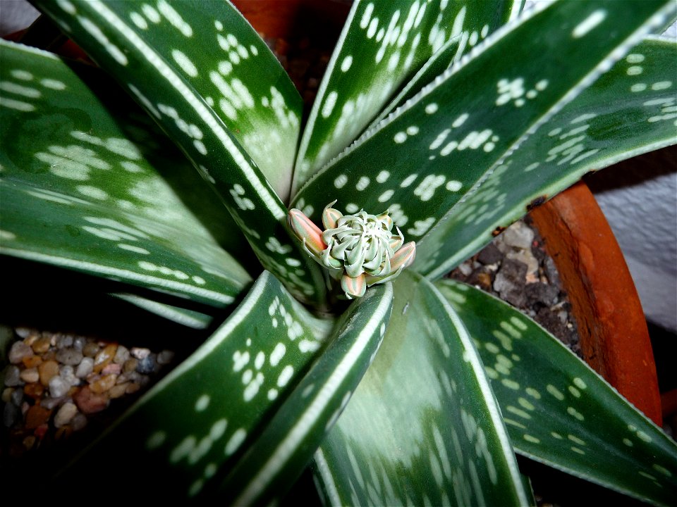 Picture of an Aloe Variegata with a growing flower
