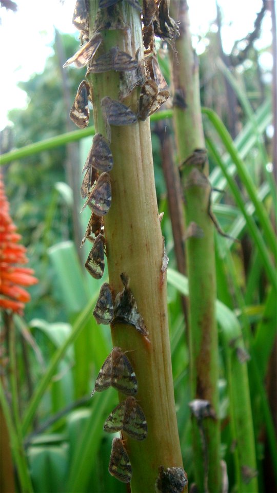 Dozens of Scolypopa australis (passionvine hoppers) on a Kniphofia uvaria (red hot poker), just below the flowers. Warkworth, New Zealand. See the flowers here.