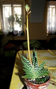 Flowering Gonialoe variegata