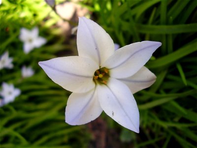 Ipheion uniflorum