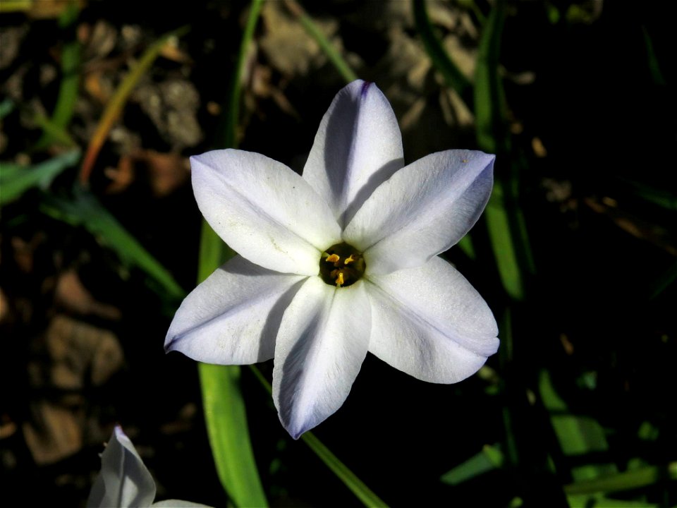 Flor de Ipheion uniflorum (Amaryllidaceae). Real Jardín Botánico de Madrid.
