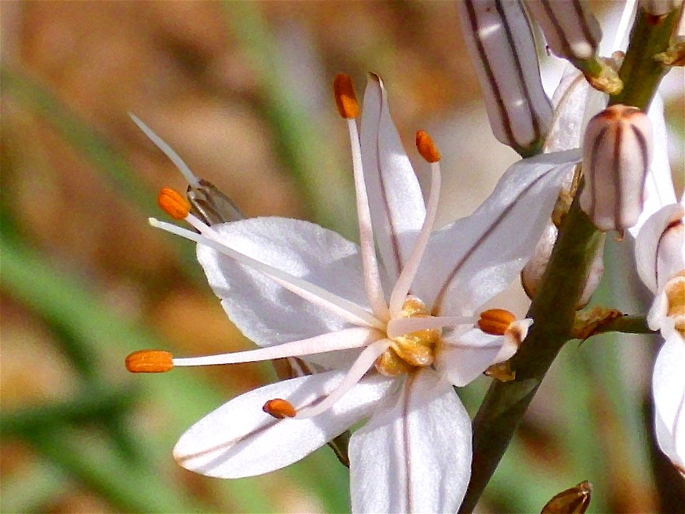 Asphodelus fistulosus flower close up Dehesa Boyal de Puertollano, Spain