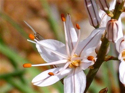 Asphodelus fistulosus flower close up Dehesa Boyal de Puertollano, Spain photo