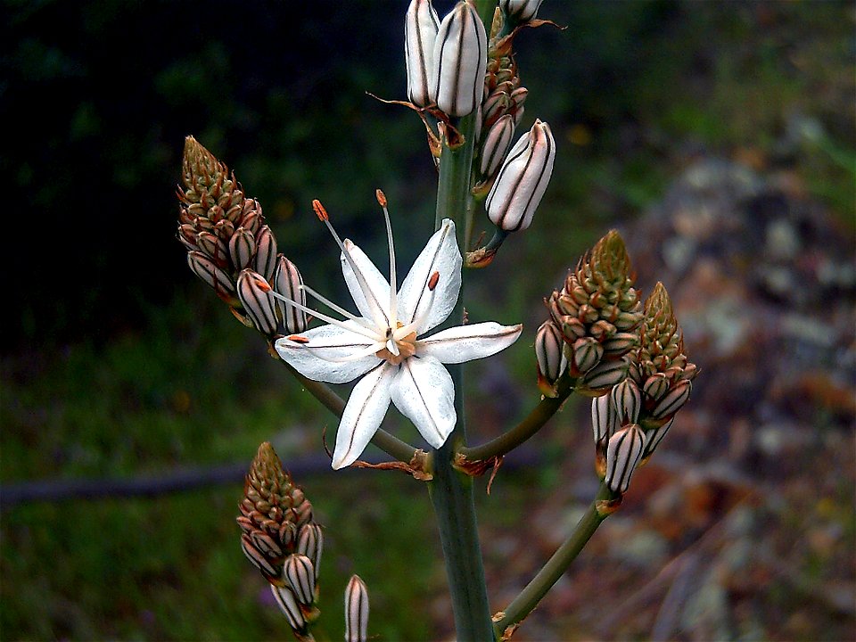 Asphodelus fistulosus flower close up, Dehesa Boyal de Puertollano, Spain photo