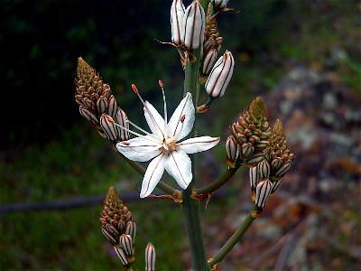 Asphodelus fistulosus flower close up, Dehesa Boyal de Puertollano, Spain
