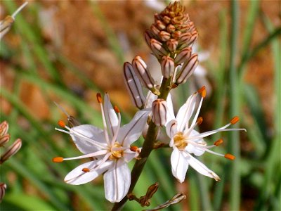 Asphodelus fistulosus flowers Dehesa Boyal de Puertollano, Spain photo