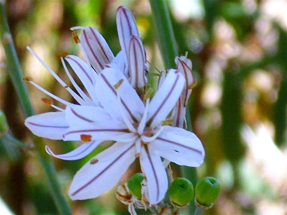 Asphodelus fistulosus close up, Dehesa Boyal de Puertollano, Spain photo