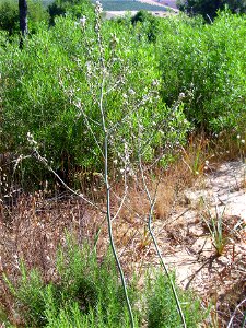 Asphodelus fistulosus fruits, Dehesa Boyal de Puertollano, Spain