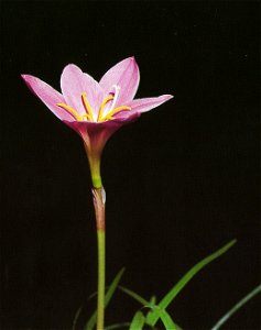 Zephyranthes sylvestris photo