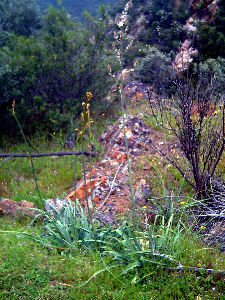 Asphodelus fistulosus habitus, Dehesa Boyal de Puertollano, Spain