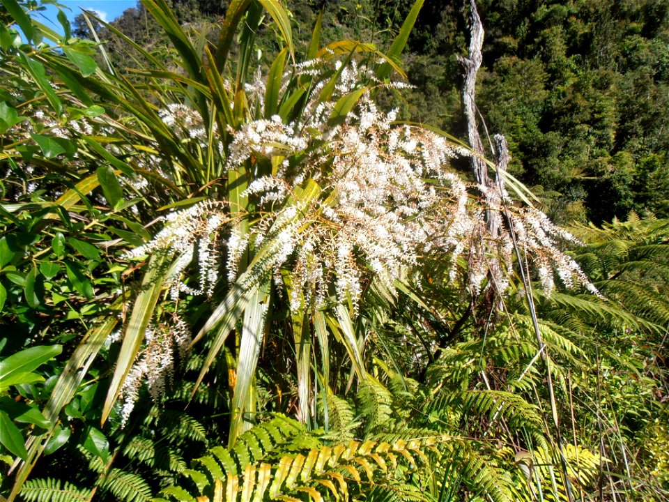 Mountain cabbage tree (tōī )in blossom; Tararua Forest Park, New Zealand.