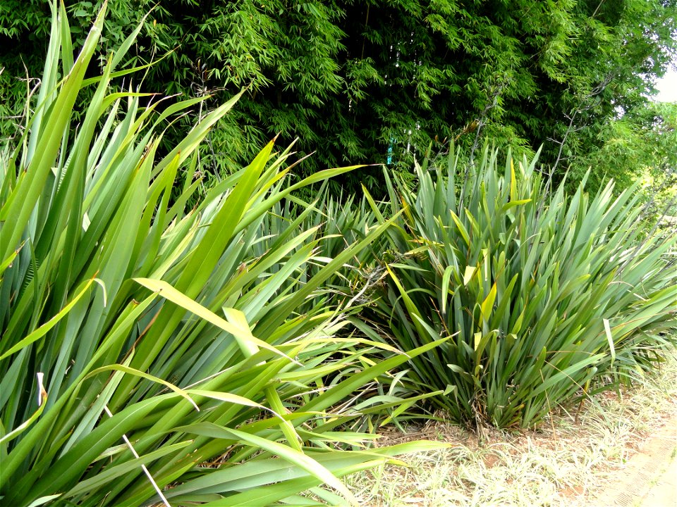 Plant specimen in the Kunming Botanical Garden, Kunming, Yunnan, China.