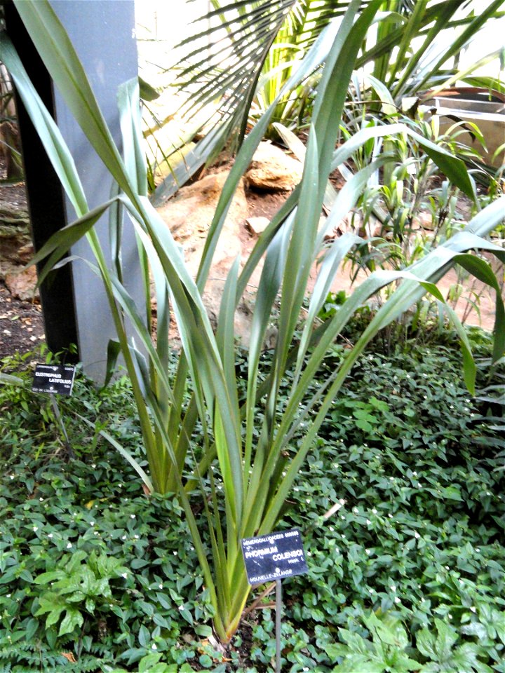 Phormium colensoi specimen in the Jardin Botanique de Lyon, Parc de la Tête d'Or, Lyon, France.
