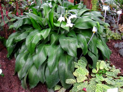 Eucharis amazonica specimen in the Botanischer Garten, Berlin-Dahlem (Berlin Botanical Garden), Berlin, Germany.