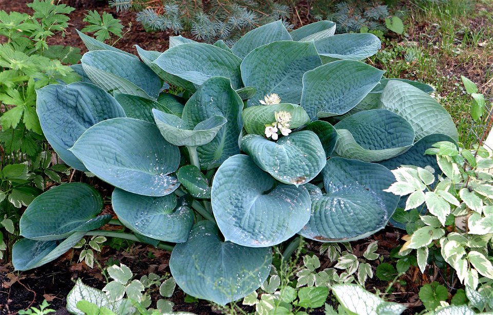 Hosta 'Abiqua Drinking Gourd' (Walden West 1989). Summer of 2006.