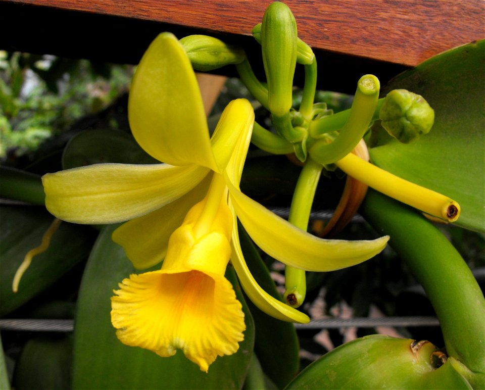 Vanilla pompona at the Huntington Library & Botanical Gardens in San Marino, California, USA. Identified by sign. photo