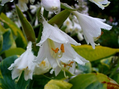 I am the originator of this photo. I hold the copyright. I release it to the public domain. This photo depicts flowers.