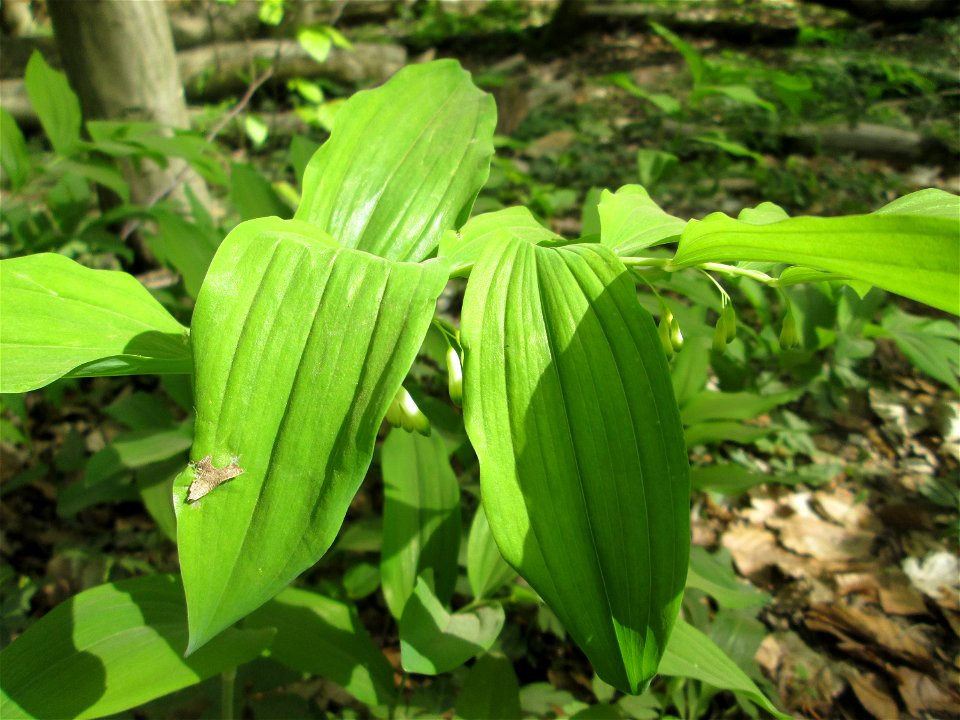 Vielblütige Weißwurz oder Wald-Salomonssiegel (Polygonatum multiflorum) im Steinbachtal bei Saarbrücken