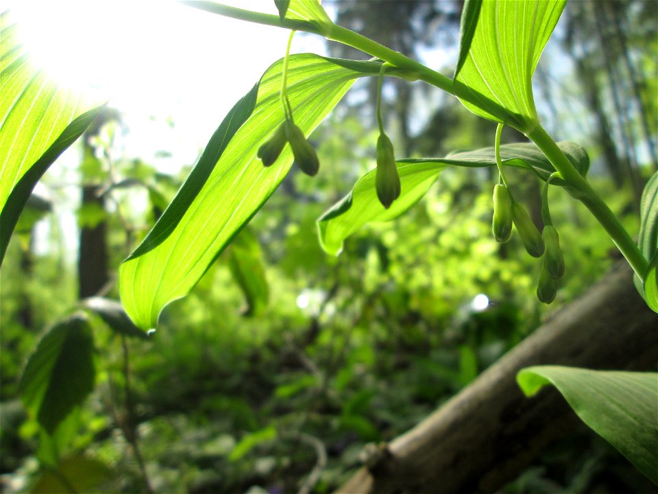 Vielblütige Weißwurz oder Wald-Salomonssiegel (Polygonatum multiflorum) im Steinbachtal bei Saarbrücken