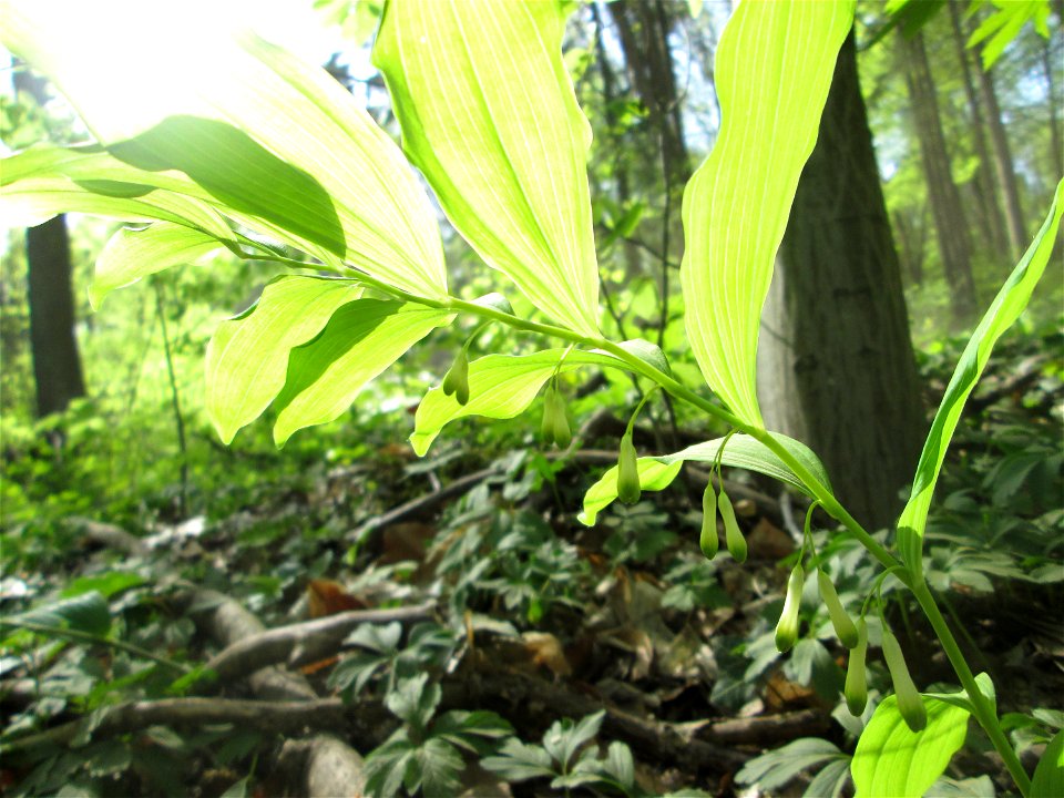 Vielblütige Weißwurz oder Wald-Salomonssiegel (Polygonatum multiflorum) im Steinbachtal bei Saarbrücken