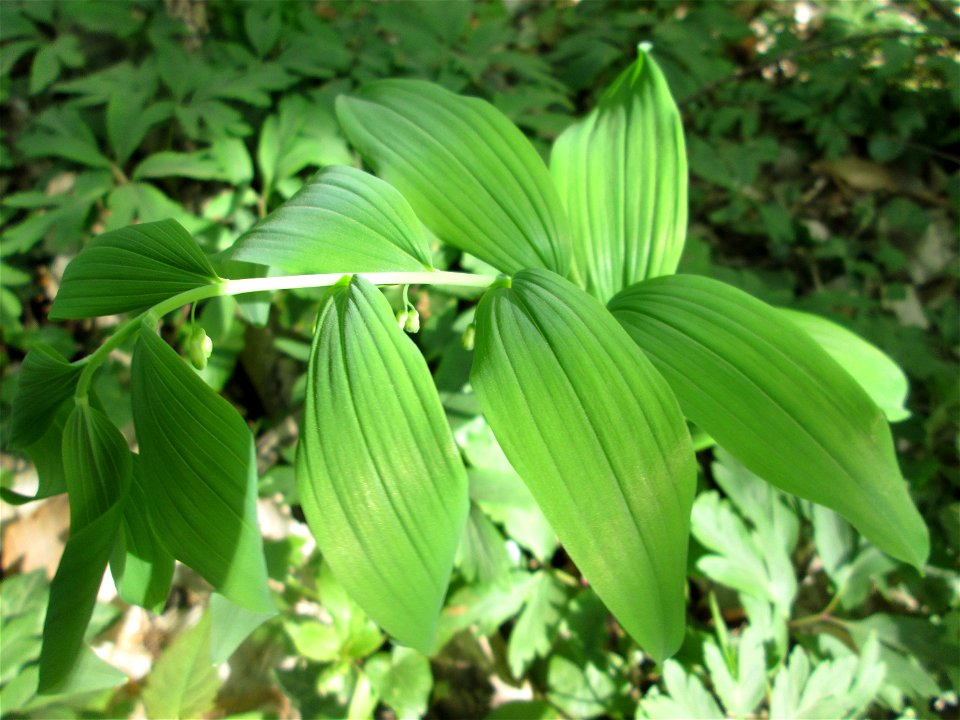 Vielblütige Weißwurz oder Wald-Salomonssiegel (Polygonatum multiflorum) im Steinbachtal bei Saarbrücken
